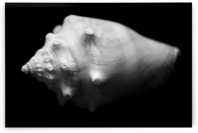 Series of shells by Andres Blasquez Mota Velasco