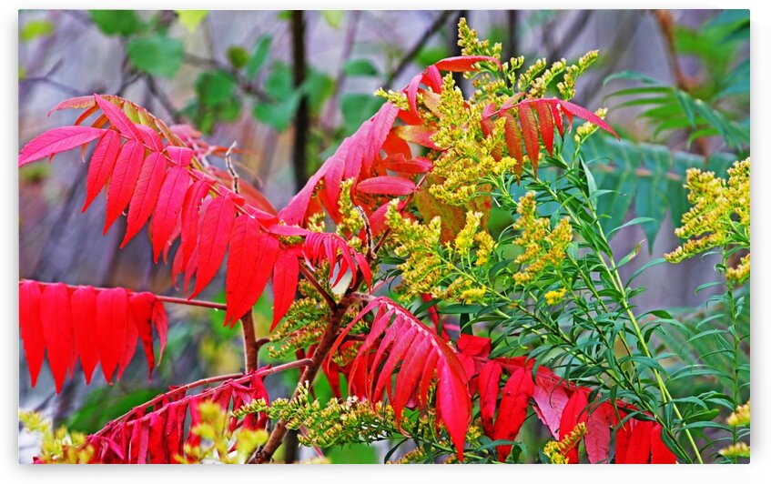 Red Sumac And Yellow Goldenrod by Deb Oppermann