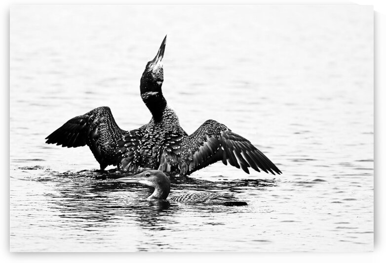 Loon On The Moon Black And White by Deb Oppermann