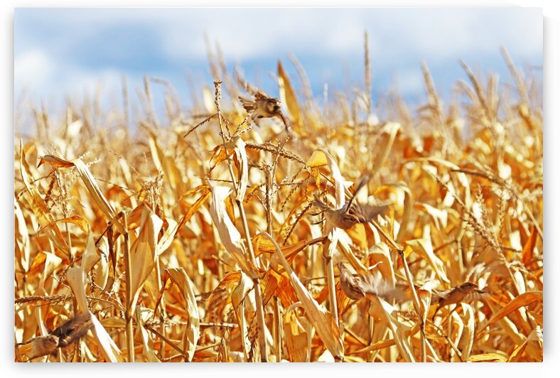 Startled House Sparrows In Corn Field by Deb Oppermann