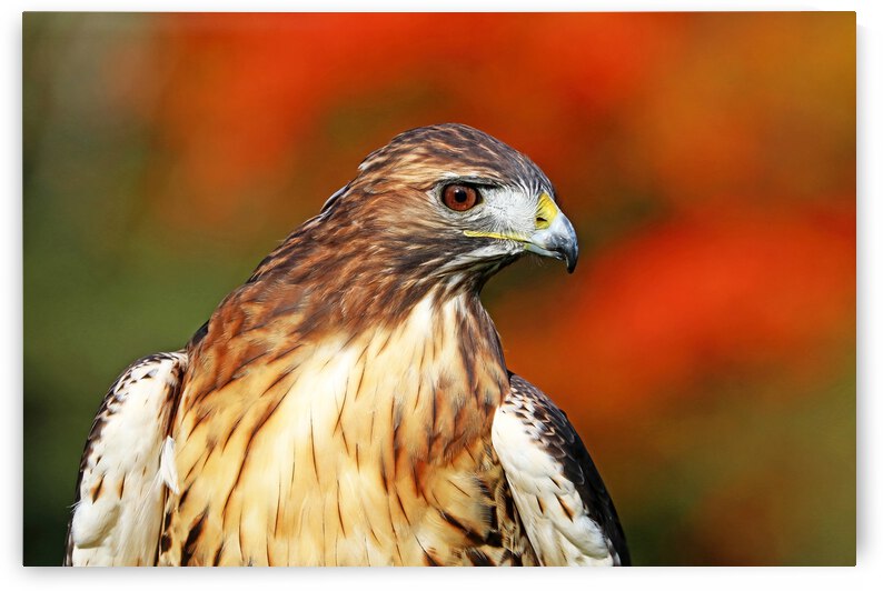 Red Tailed Hawk Profile by Deb Oppermann