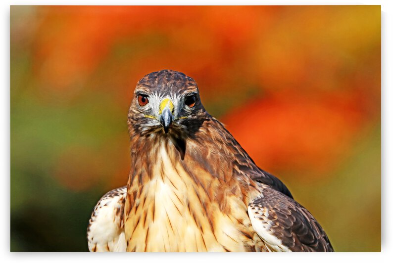 Red Tailed Hawk Stare by Deb Oppermann