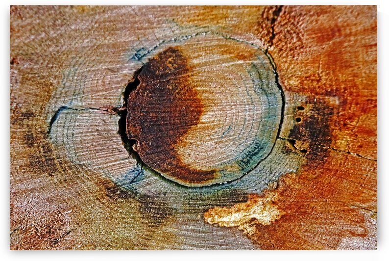 Colorful Cut Tree Log by Deb Oppermann