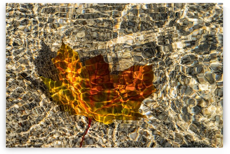 Jewel Toned Autumn in Warm Yellow and Orange by GeorgiaM