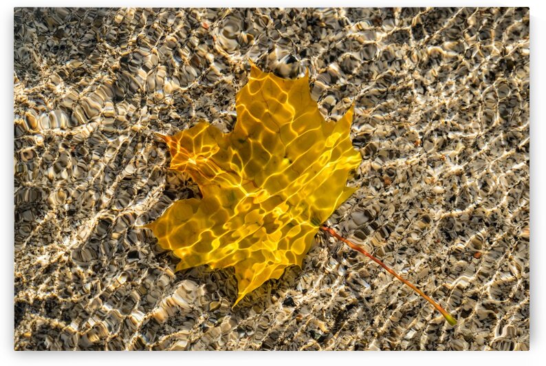 Jewel Toned Autumn in Silky Golden Yellow by GeorgiaM