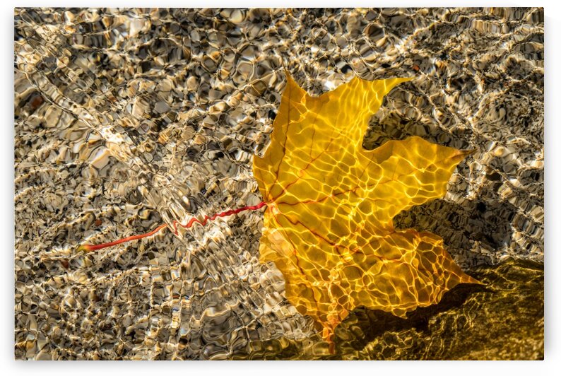 Jewel Toned Autumn in Rippled Golden Satin by GeorgiaM