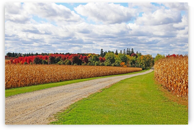 The Farmers Lane by Deb Oppermann