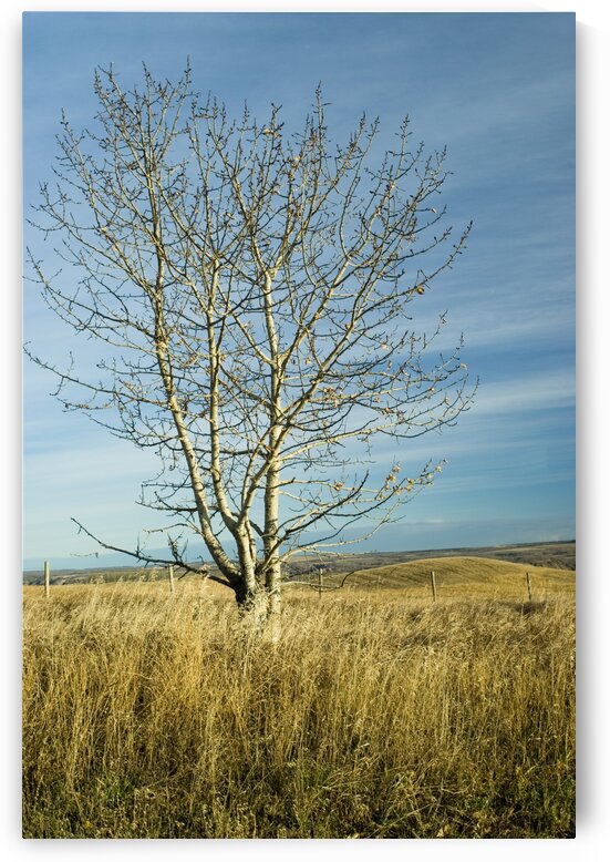 Tree on the Prairie by Kristian Gunderson