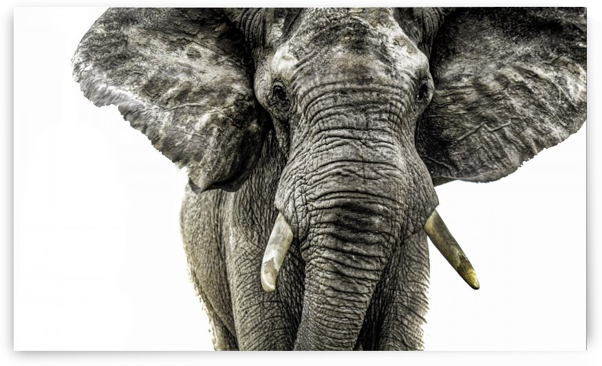 Elephant Surge by Bill Sewell