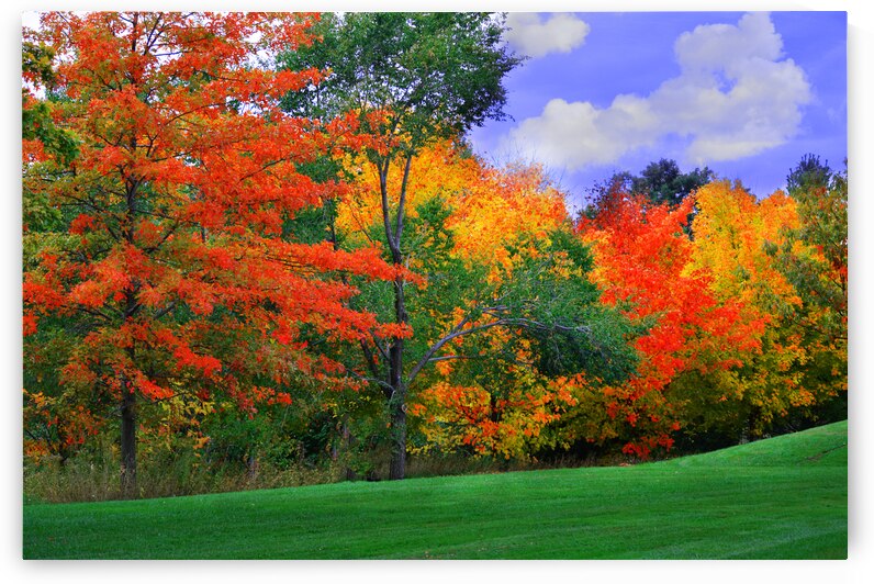 Autumn Woods by Joan Han