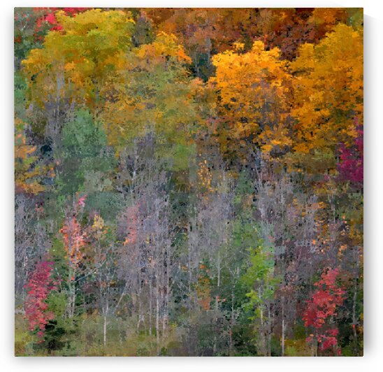 Golden Woods by Joan Han