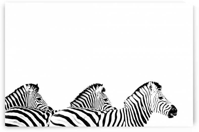 Zebra Wave by Bill Sewell
