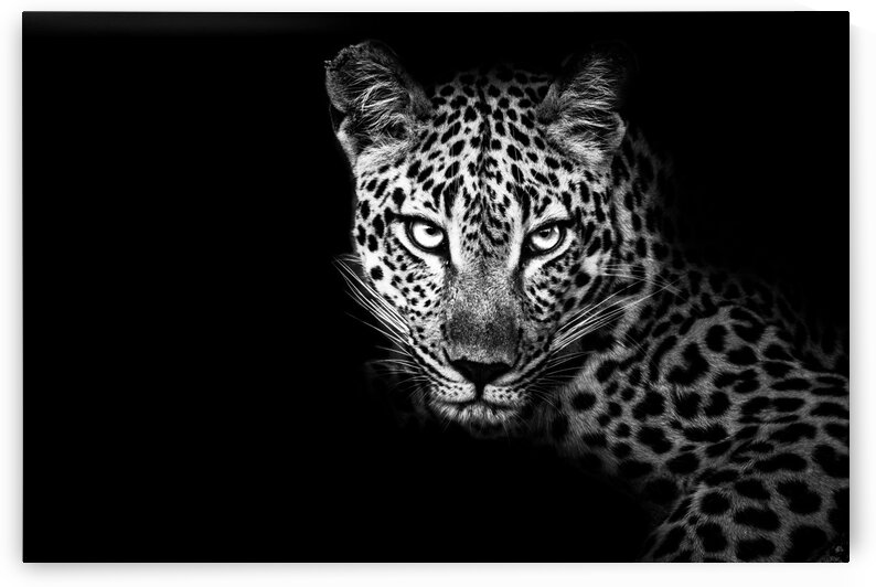 Leopard Eyes by Bill Sewell
