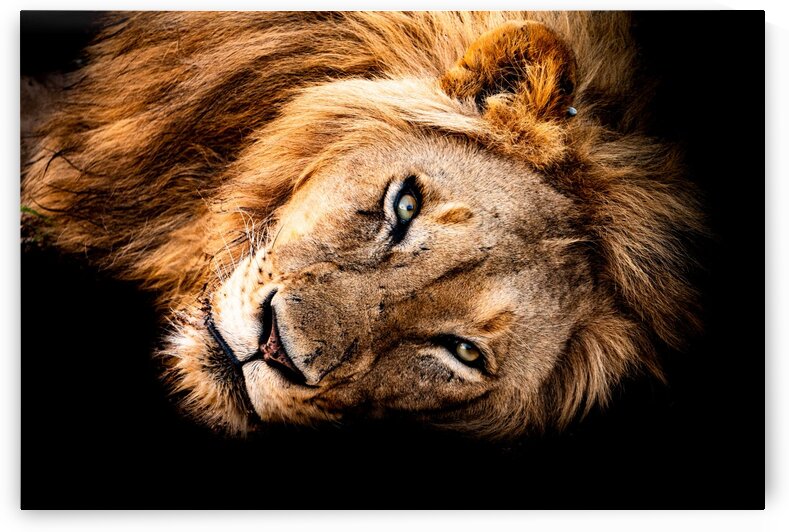 Lion by Bill Sewell