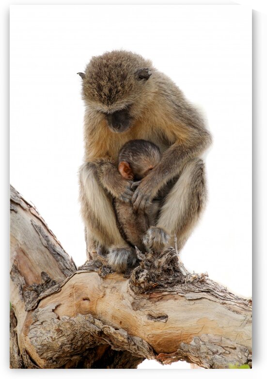 Monkey & Mom by Bill Sewell