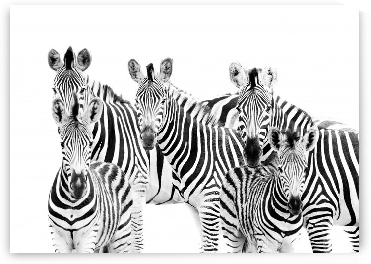 Zebra Cluster by Bill Sewell