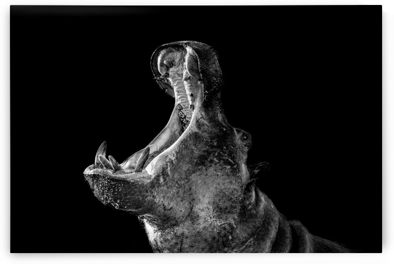 Hippo Sing to the Heavens by Bill Sewell