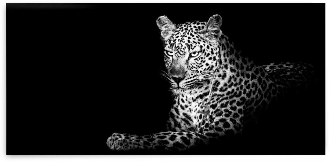 Leopard Lounging by Bill Sewell