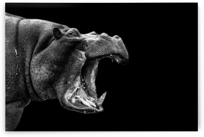 Hippo Shout by Bill Sewell