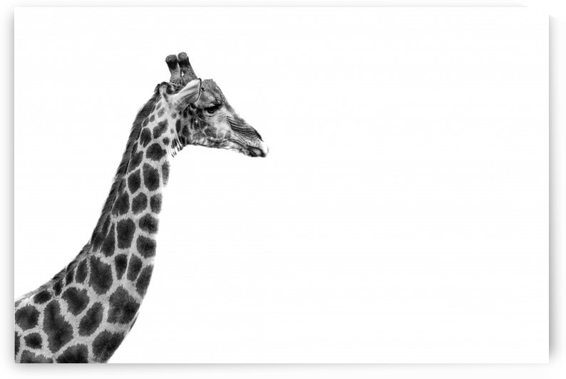 Giraffe Edge by Bill Sewell