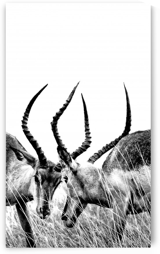 Impala by Bill Sewell