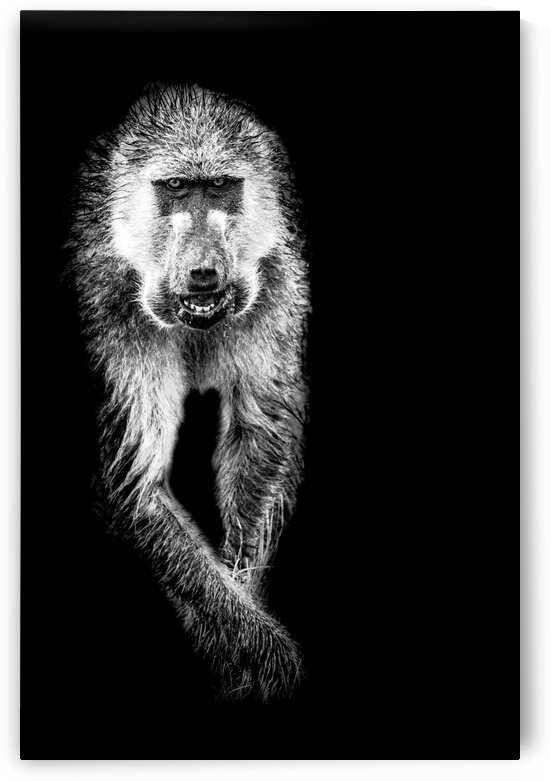 Monkey by Bill Sewell