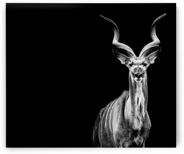Kudu by Bill Sewell