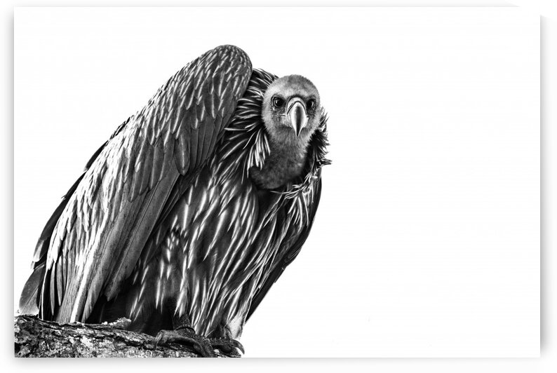 Vulture by Bill Sewell