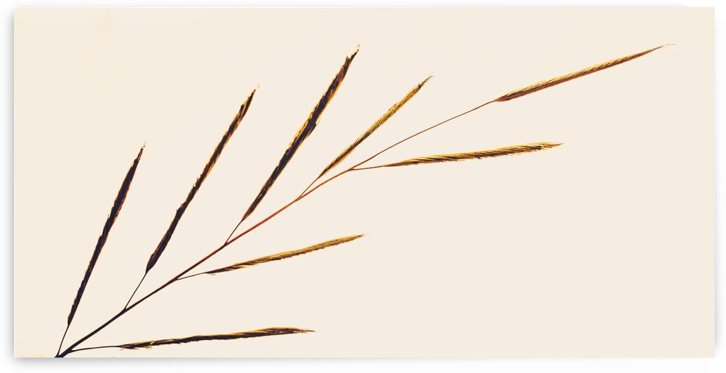 Ice House Trail  by Dave Therrien