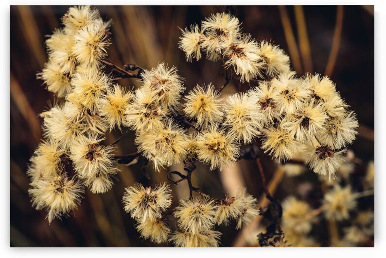 Ice House Trail 2 by Dave Therrien
