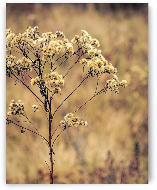 Ice House Trail 3 by Dave Therrien