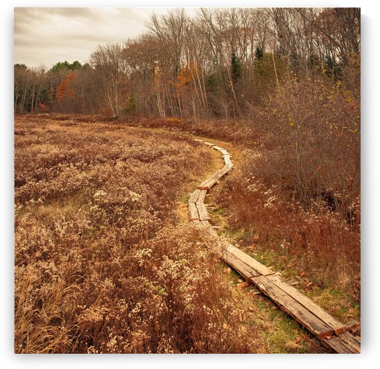 Ice House Trail 4 by Dave Therrien