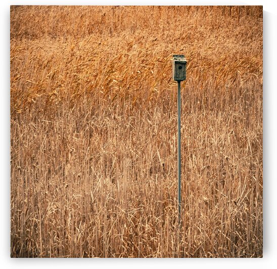 Ice House Trail 5 by Dave Therrien