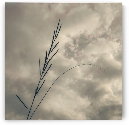 Ice House Trail 6 by Dave Therrien