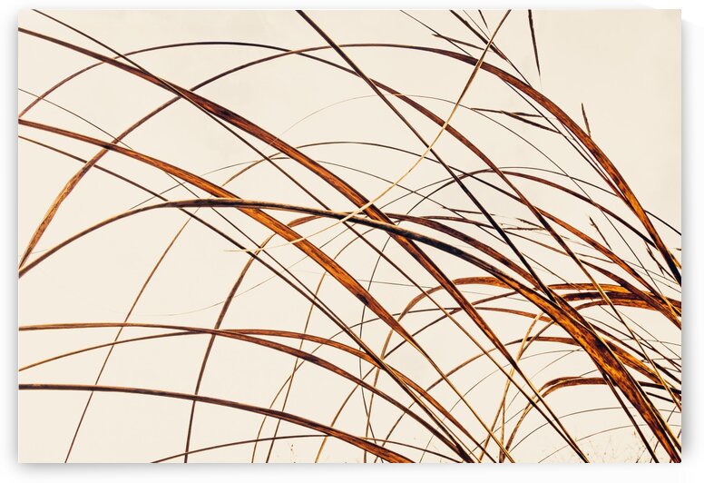 Ice House Trail 8 by Dave Therrien