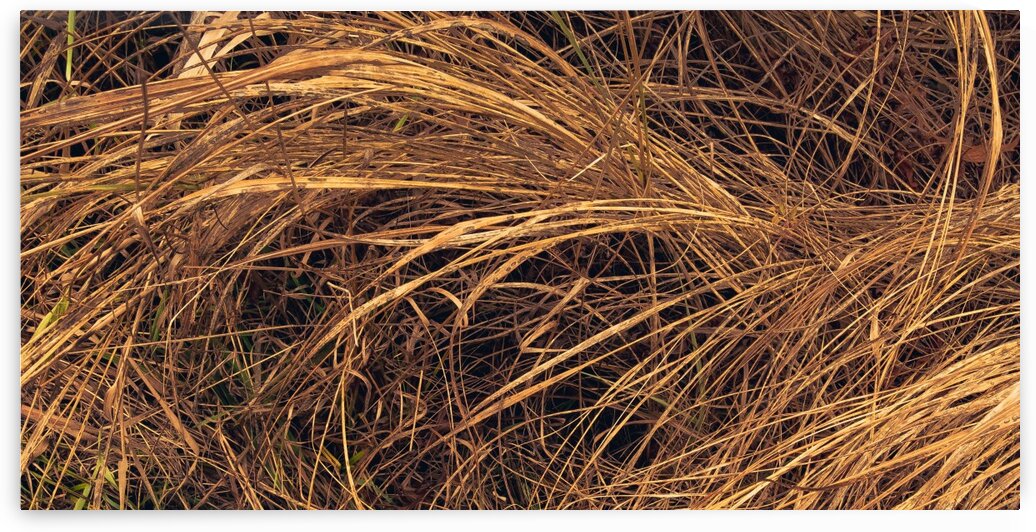 Ice House Trail 10 by Dave Therrien