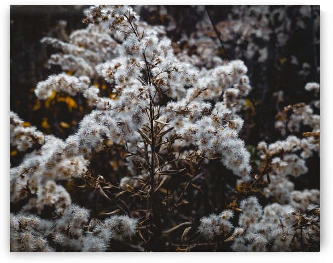 Wilde Flowers by Anansi Creative Studio