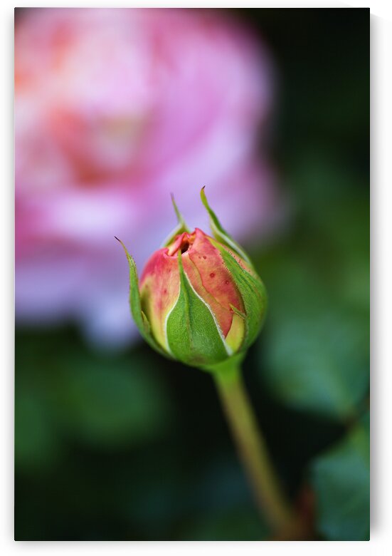 Beautiful Rose Bud by Joy Watson