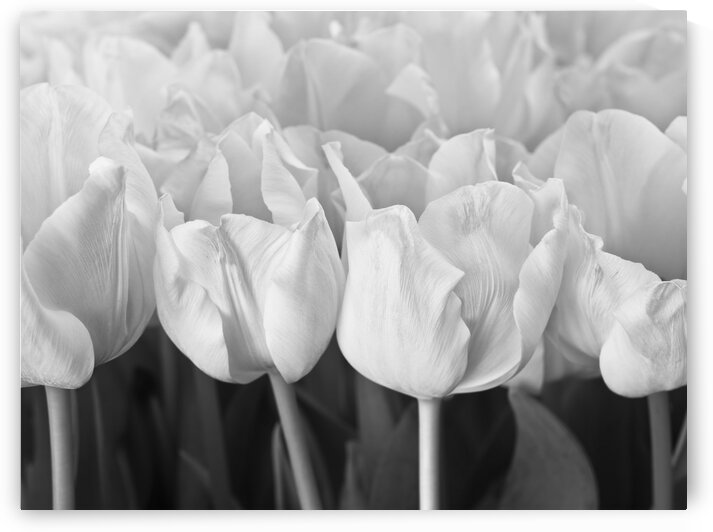 Bunch of Tulips close-up by Assaf Frank