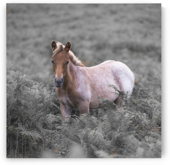 Wild Horses, New Forest by Assaf Frank