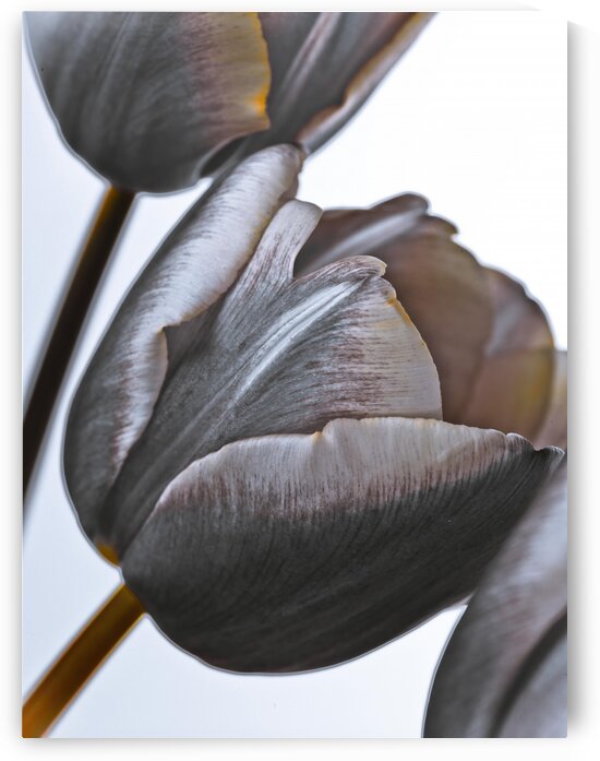 Tulip flowers on white background by Assaf Frank