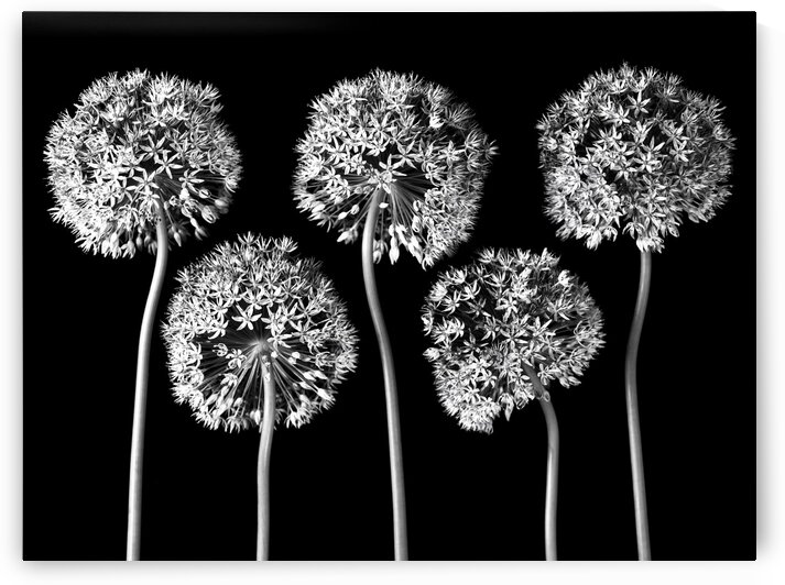 Allium flowers by Assaf Frank