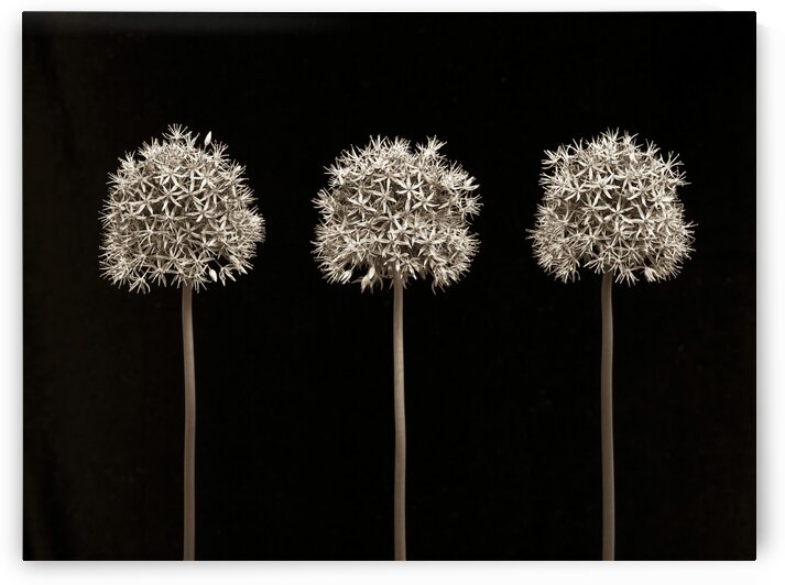 Three allium flowers by Assaf Frank