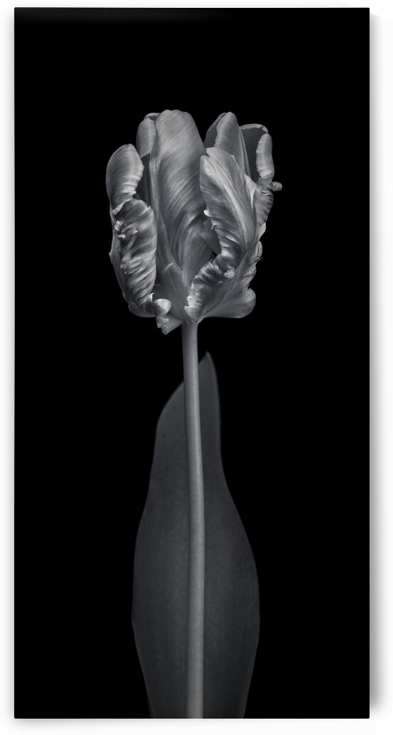 Rcoco tulip, side view by Assaf Frank