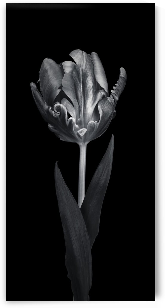 Rcoco tulip, side view by Assaf Frank
