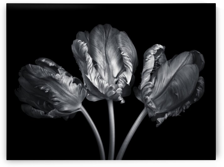 Three rococo tulips close-up by Assaf Frank