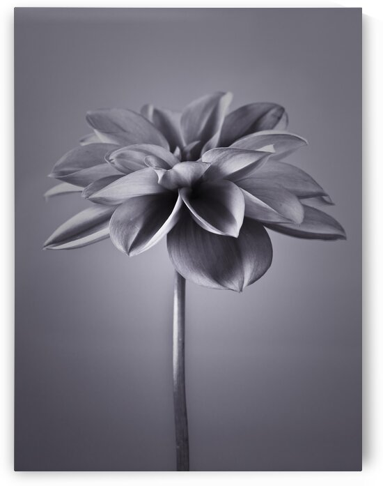 Dahlia Flower by Assaf Frank