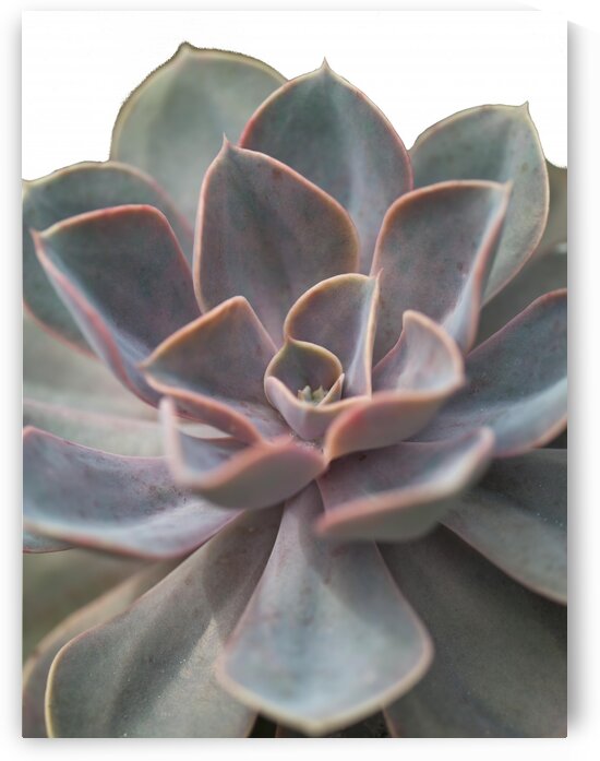 Close-up of Echeveria flower by Assaf Frank