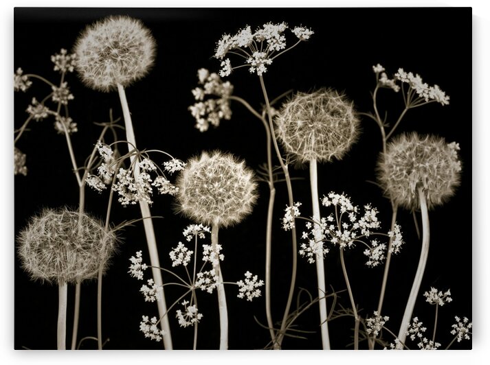 Meadow flowers by Assaf Frank