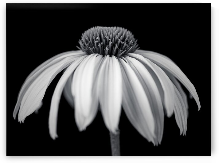 Coneflower close-up by Assaf Frank
